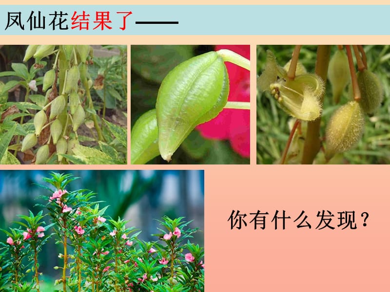 三年级科学下册 植物的生长变化 6 开花了结果了课件2 教科版.ppt_第3页