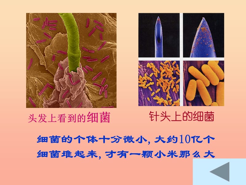 六年级科学上册细菌课件4青岛版.ppt_第1页