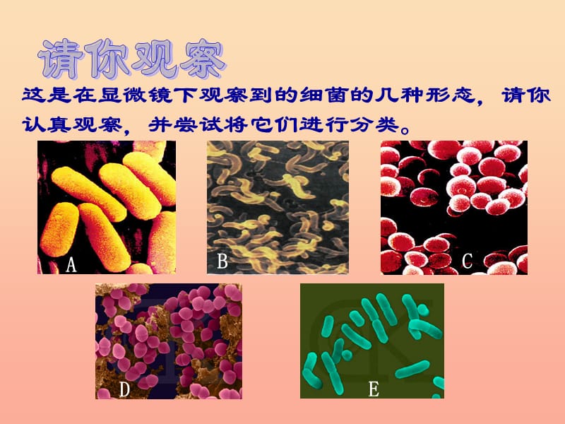 六年级科学上册细菌课件4青岛版.ppt_第2页