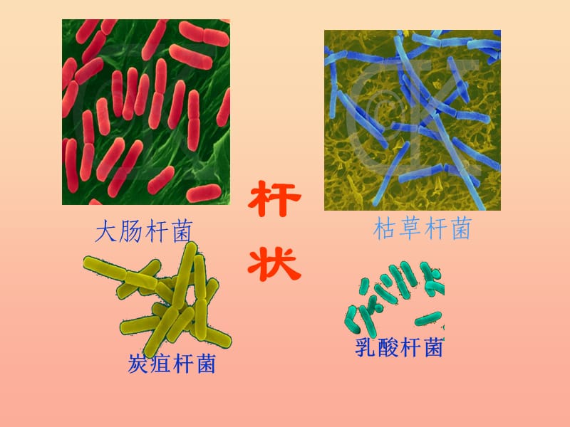 六年级科学上册细菌课件4青岛版.ppt_第3页