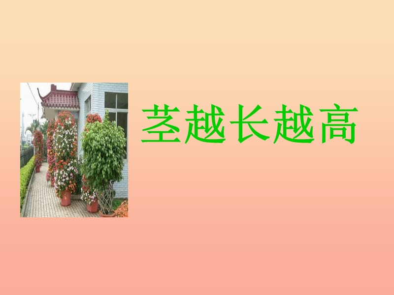 三年级科学下册 植物的生长变化 5《茎越长越高》课件 教科版.ppt_第1页