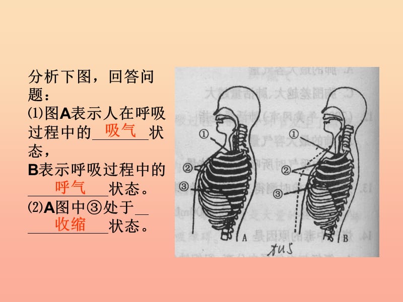 2019春四年级科学下册 2.1《我们在呼吸》课件4 大象版.ppt_第2页