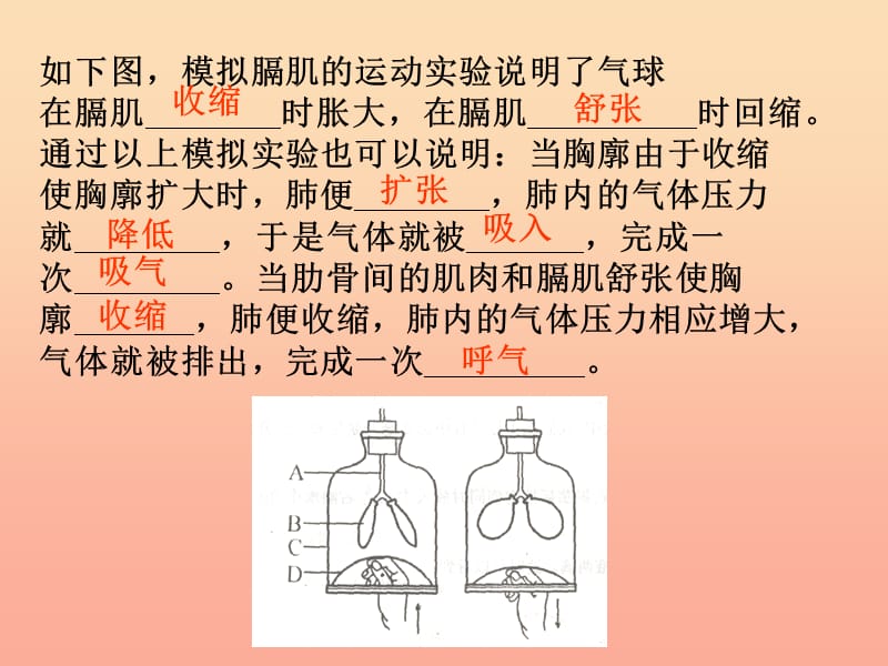 2019春四年级科学下册 2.1《我们在呼吸》课件4 大象版.ppt_第3页