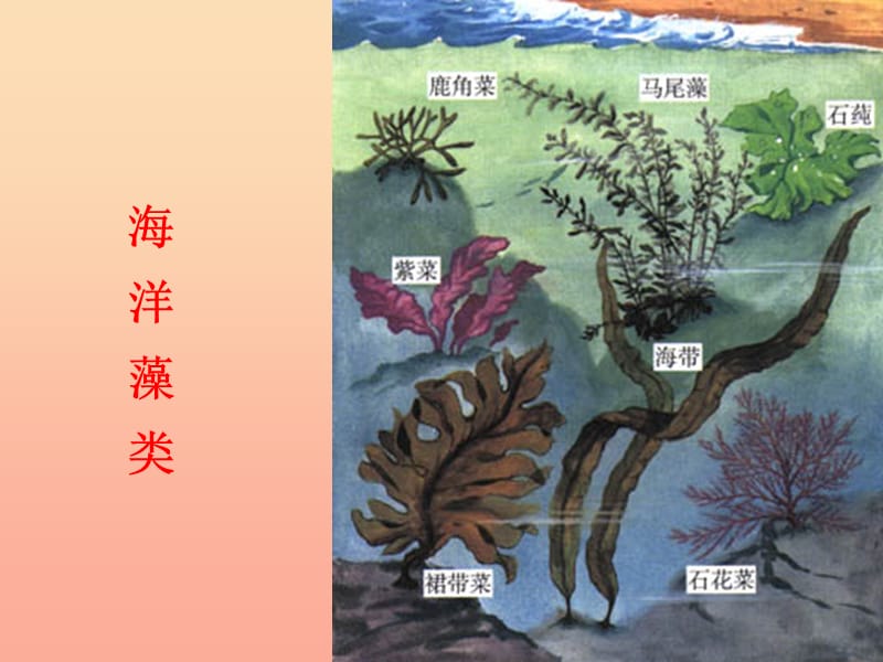 三年级科学下册 二 植物的生长 1《植物的种子》课件3 新人教版.ppt_第3页