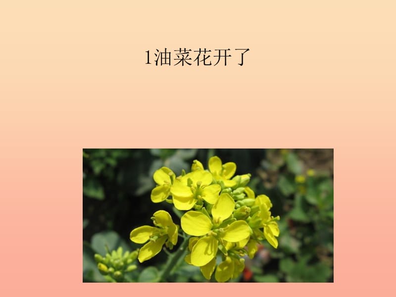 四年级科学下册 2 新的生命 1《油菜花开了》课件 教科版.ppt_第1页