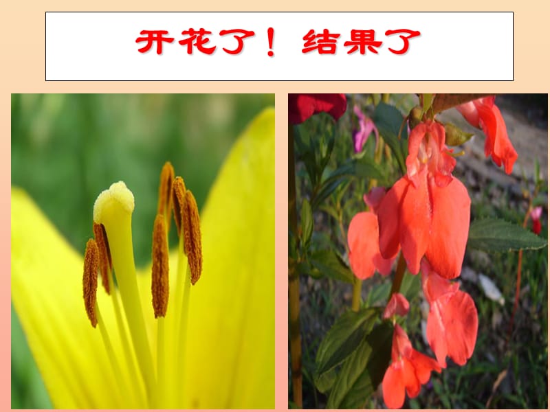 三年级科学下册 植物的生长变化 6 开花了结果了课件1 教科版.ppt_第1页