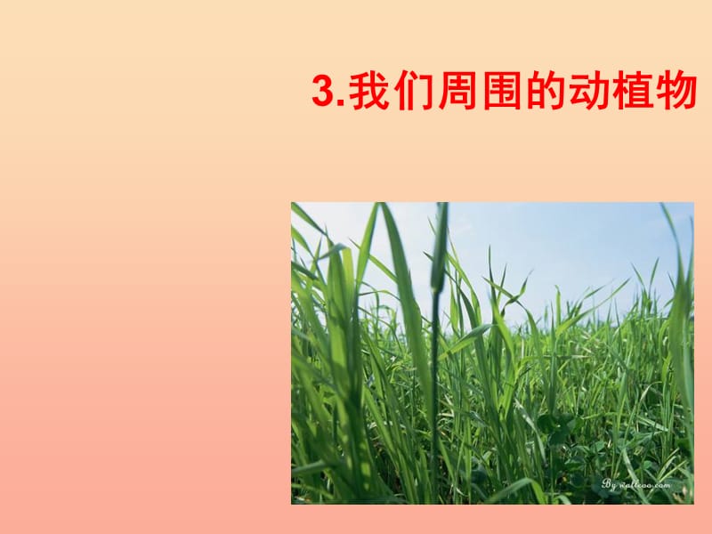 三年级科学上册 1.3 我们周围的动植物课件3 青岛版五四制.ppt_第1页