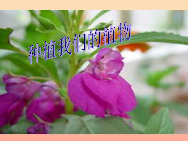 三年级科学下册植物的生长变化2种植我们的植物课件5教科版.ppt_第1页