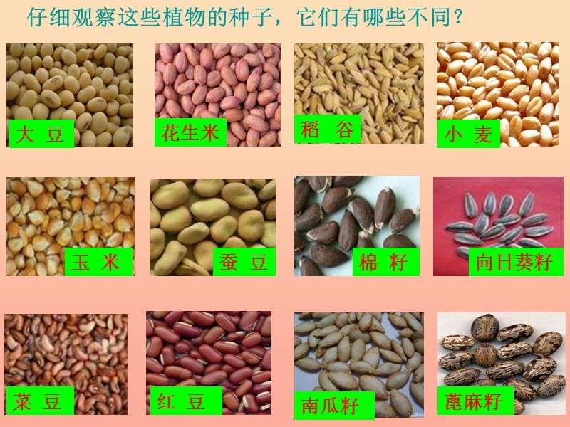 三年级科学下册 二 植物的生长 1《植物的种子》课件1 新人教版.ppt_第2页