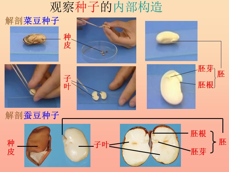 三年级科学下册 二 植物的生长 1《植物的种子》课件1 新人教版.ppt_第3页