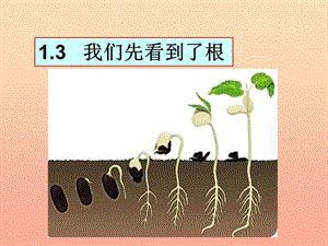 三年級科學下冊 植物的生長變化 3 我們先看到了根課件2 教科版.ppt