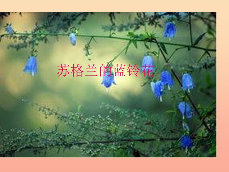 六年级音乐上册第七单元苏格兰的蓝铃花课件1苏少版.ppt_第1页