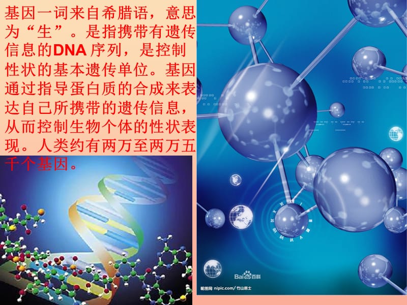 六年级语文下册 第3单元 12《种瓜得豆》课件1 语文S版.ppt_第3页