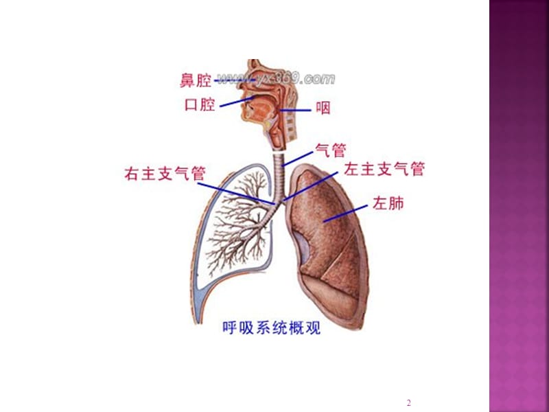 兽医内科学第二章呼吸器官疾病ppt课件_第2页