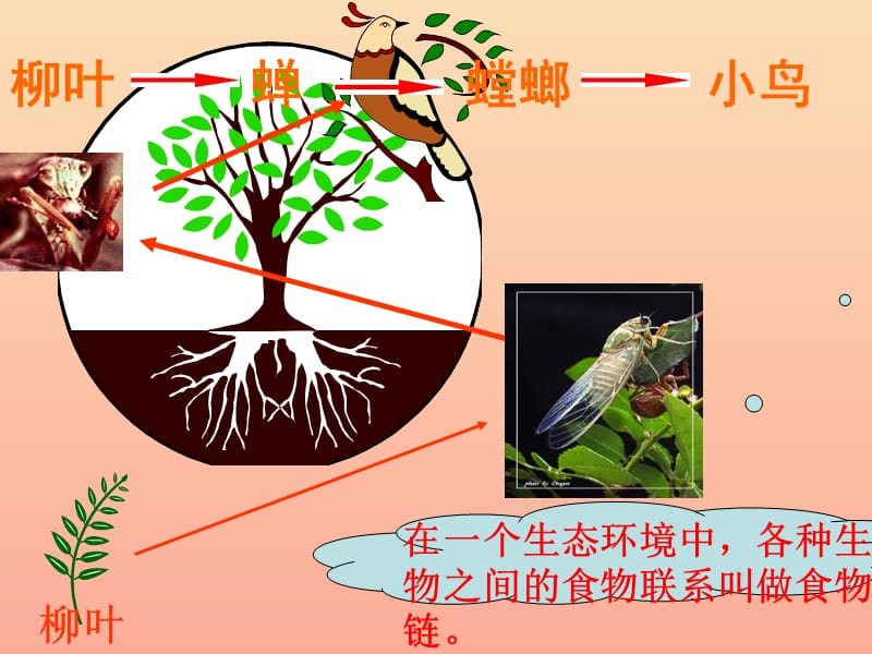 六年级科学上册 密切联系的生物界课件16 青岛版.ppt_第3页