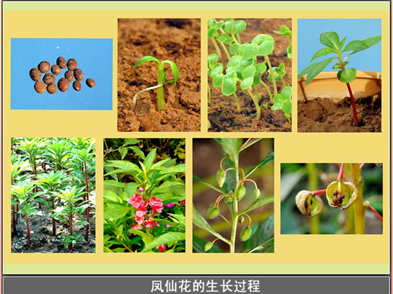 三年级科学下册植物的生长变化6开花了结果了课件1教科版.ppt_第2页