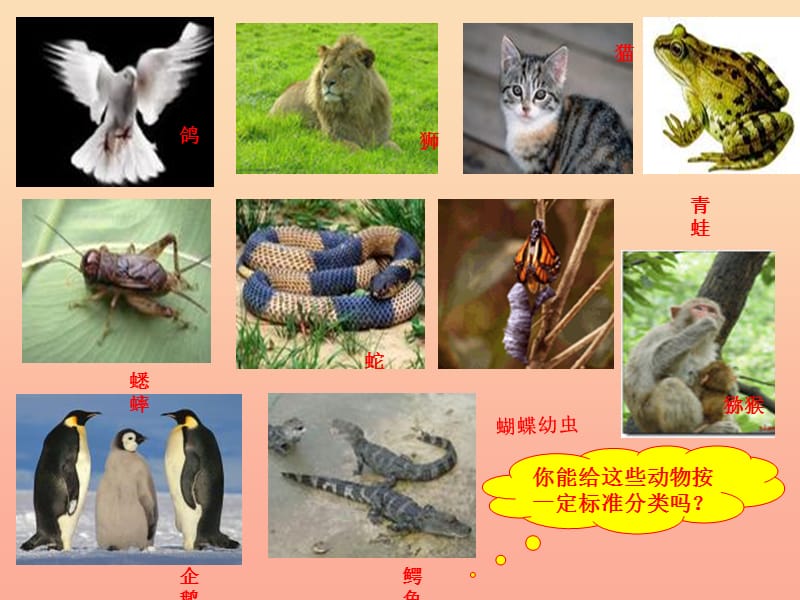 六年级科学上册 4.4 种类繁多的动物课件 教科版.ppt_第3页