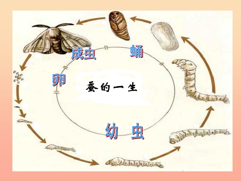 三年级科学下册 植物的生长变化 1 植物新生命的开始课件3 教科版.ppt_第3页