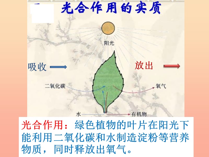 四年级科学上册 1.3 神奇的叶子课件2 湘教版.ppt_第3页