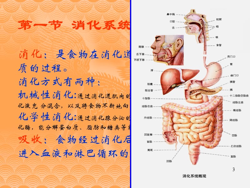 生理学第五章消化和吸收ppt课件_第3页