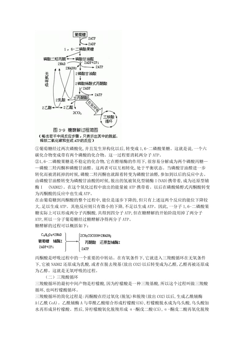 2019-2020年高中生物《细胞呼吸》教案1 苏教版必修1.doc_第3页