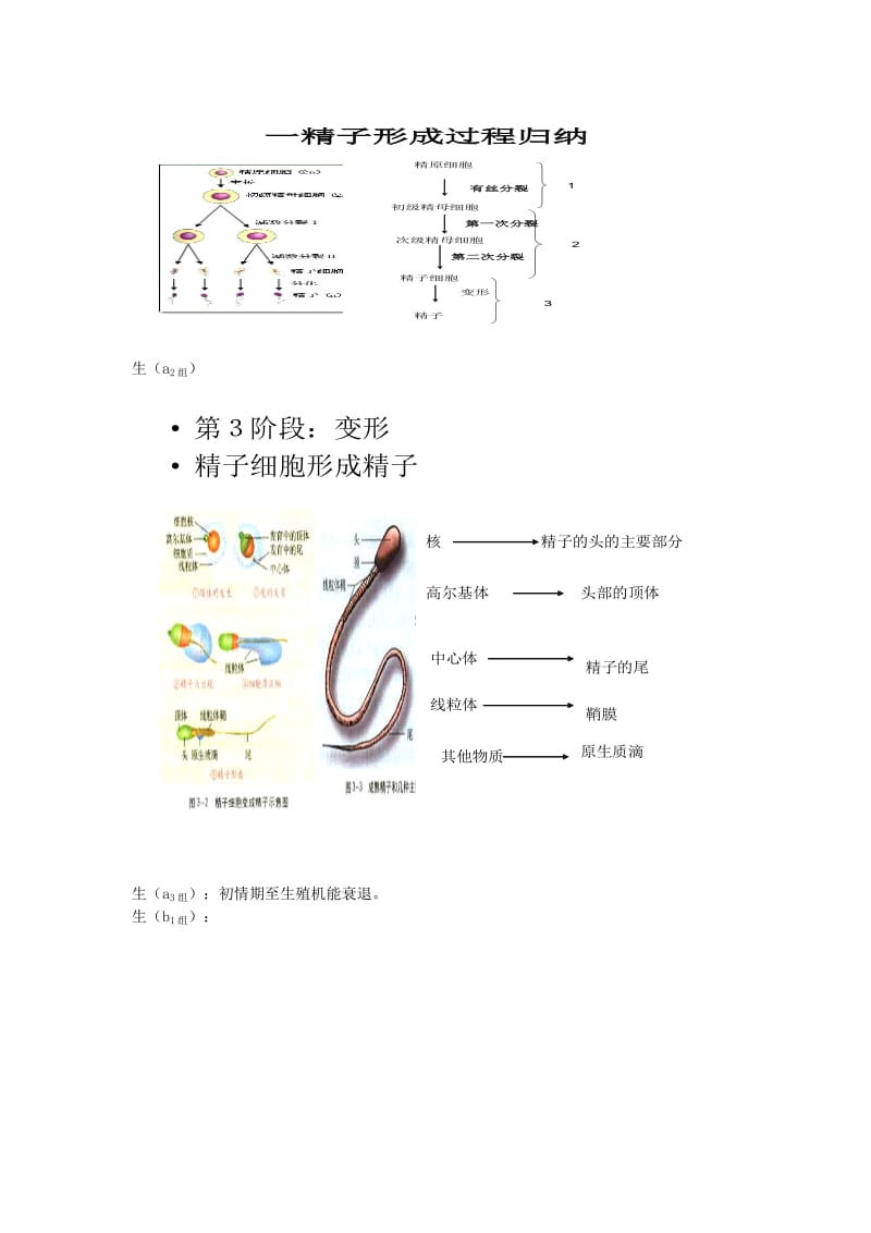 2019-2020年高中生物《体内受精和早期胚胎发育》教案3 新人教版选修3.doc_第3页