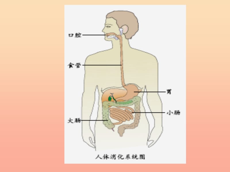 2019秋四年级科学上册 2.3《一次奇妙的旅行》课件2 大象版.ppt_第3页