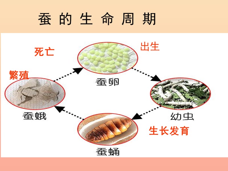 三年级科学下册动物的生命周期6其他动物的生命周期课件2教科版.ppt_第3页