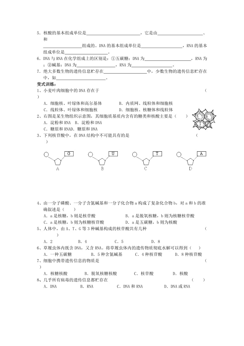 2019-2020年高中生物 《遗传信息的携带者——核酸》教案18 新人教版必修1.doc_第3页