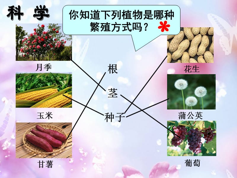 三年级科学下册 植物的生长变化 2 种植我们的植物课件3 教科版.ppt_第1页