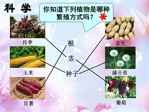 三年級(jí)科學(xué)下冊(cè) 植物的生長(zhǎng)變化 2 種植我們的植物課件3 教科版.ppt