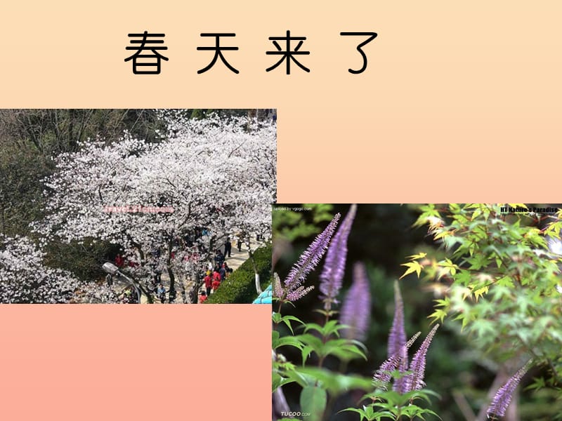 四年级科学下册 2 新的生命 1《油菜花开了》课件1 教科版.ppt_第1页