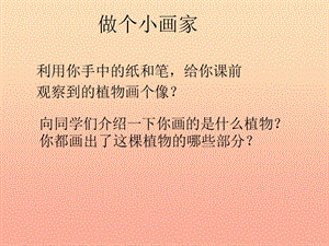 三年級(jí)科學(xué)下冊(cè) 二 植物的生長(zhǎng) 3《植物的身體》課件3 新人教版.ppt