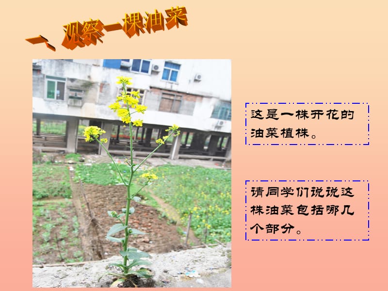 四年级科学下册 2 新的生命 1 油菜花开了课件4 教科版.ppt_第3页