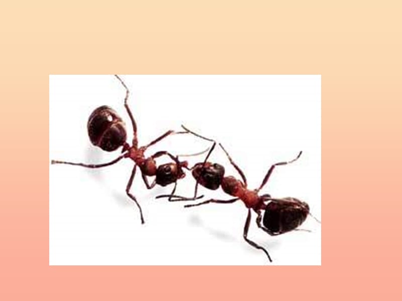 三年级语文下册 第2单元 7《蚂蚁的救助》课件6 语文S版.ppt_第2页
