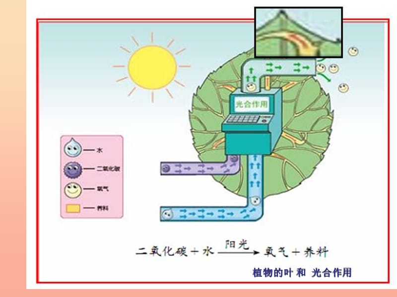 2019秋五年级科学上册 7.1《光合作用是怎样发现的》课件4 大象版.ppt_第3页