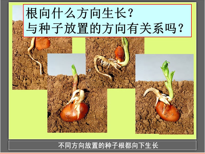 三年级科学下册 植物的生长变化 3我们先看到了根课件 教科版.ppt_第2页