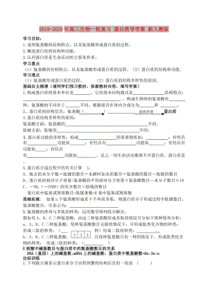 2019-2020年高三生物一輪復(fù)習(xí) 蛋白質(zhì)導(dǎo)學(xué)案 新人教版.doc