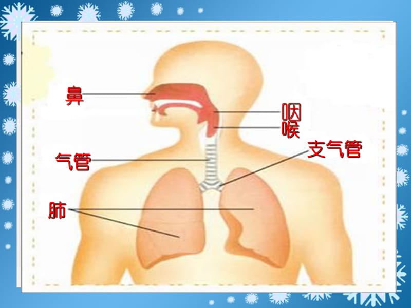 2019春四年级科学下册 2.2《有趣的呼吸器官》课件1 大象版.ppt_第1页