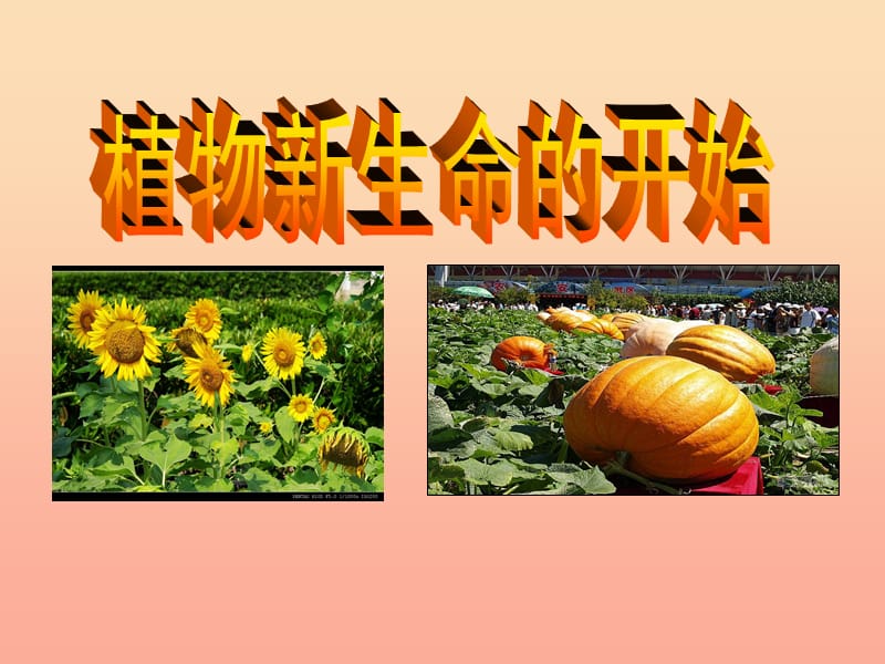 三年级科学下册 植物的生长变化 1植物新生命的开始课件 教科版.ppt_第1页