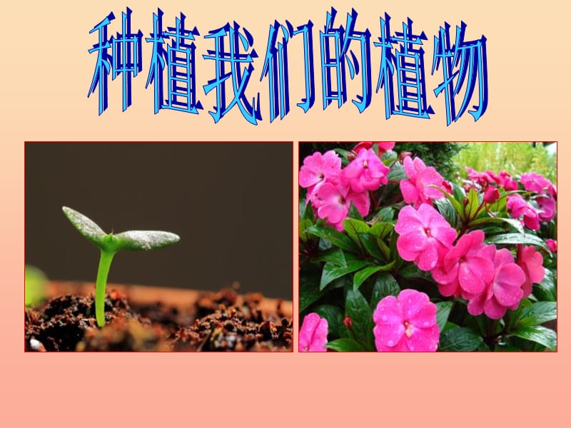 三年级科学下册 植物的生长变化 2 种植我们的植物课件 教科版.ppt_第2页