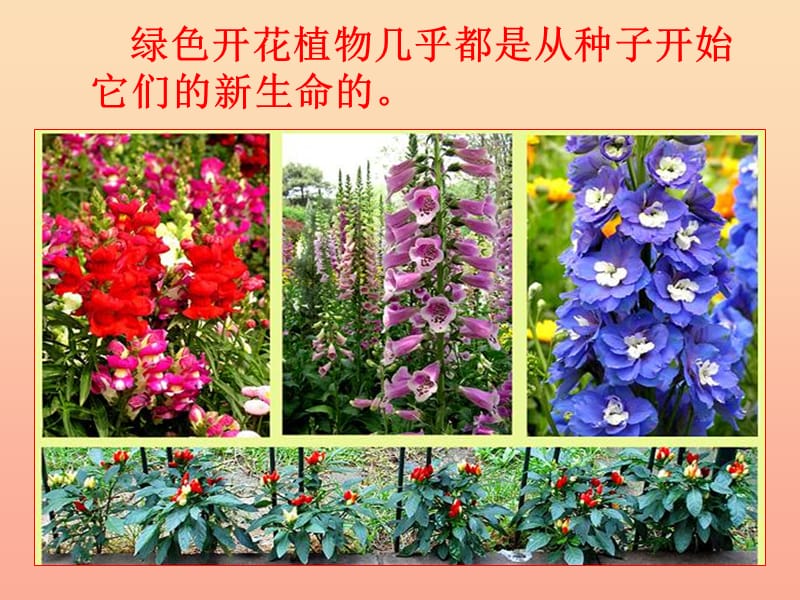 三年级科学下册 植物的生长变化 2 种植我们的植物课件 教科版.ppt_第3页