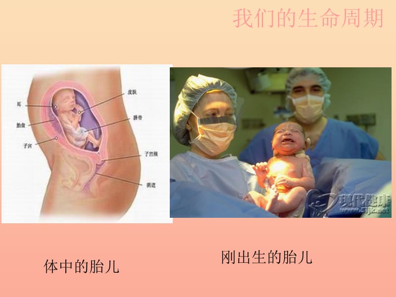 三年级科学下册动物的生命周期7我们的生命周期课件1教科版.ppt_第3页