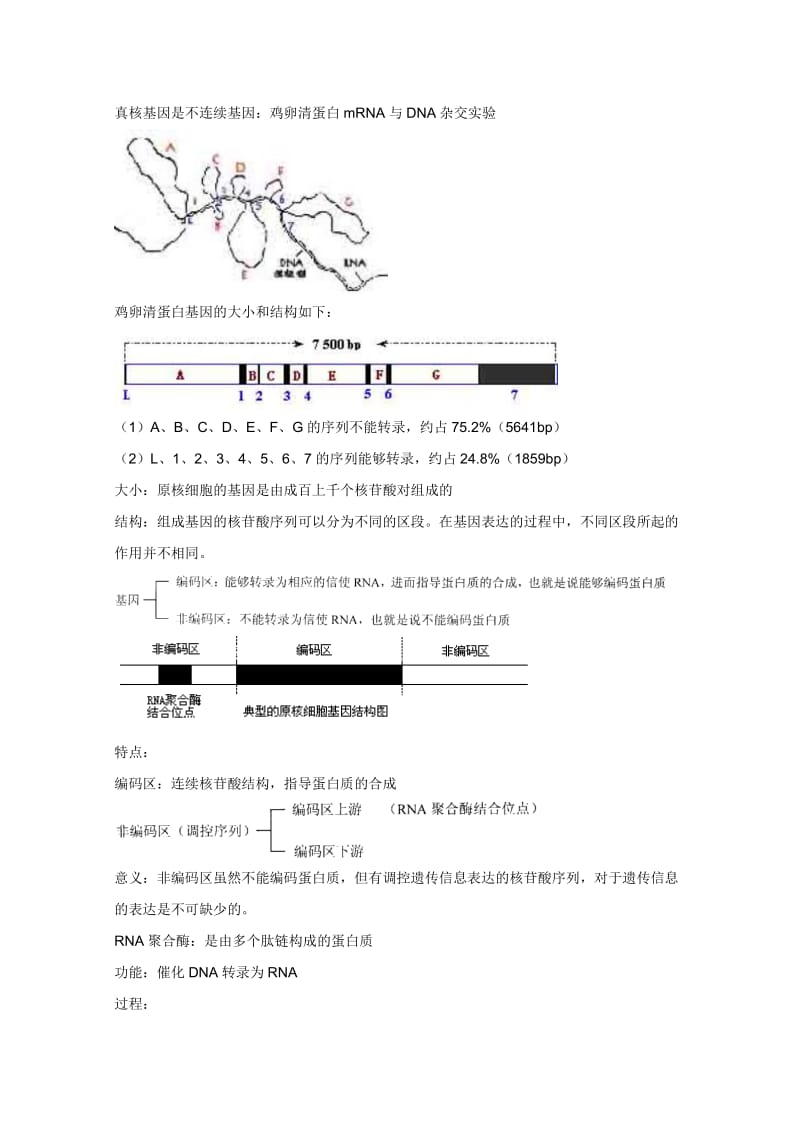 2019-2020年高三生物总复习 第22讲认识基因教案.doc_第2页