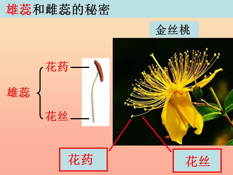 四年级科学下册 2 新的生命 3 花果实和种子课件 教科版.ppt_第3页