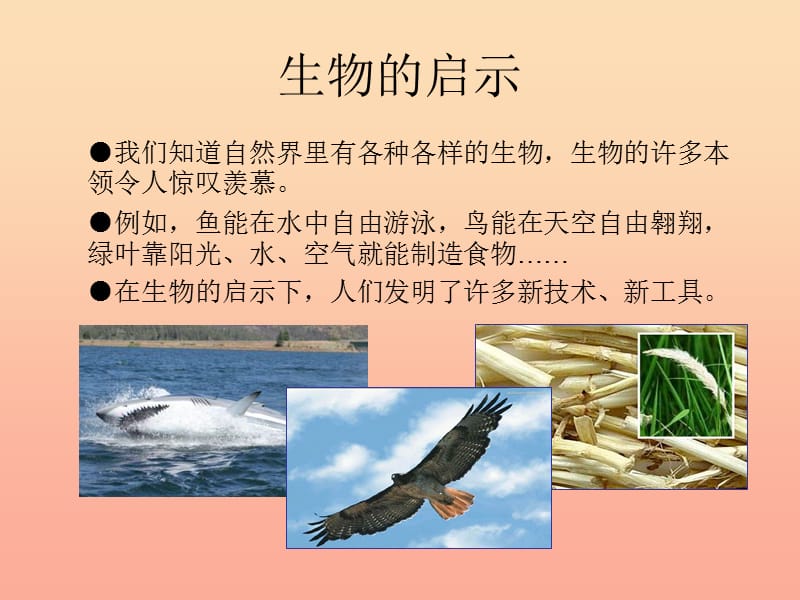 六年级科学上册生物的启示课件3青岛版.ppt_第3页