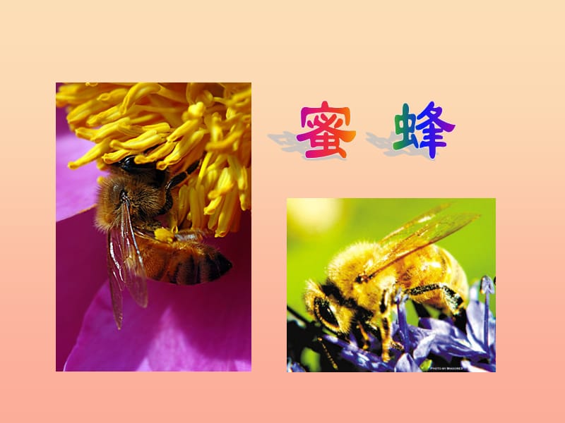 六年级语文上册第四单元蜜蜂课件2湘教版.ppt_第2页