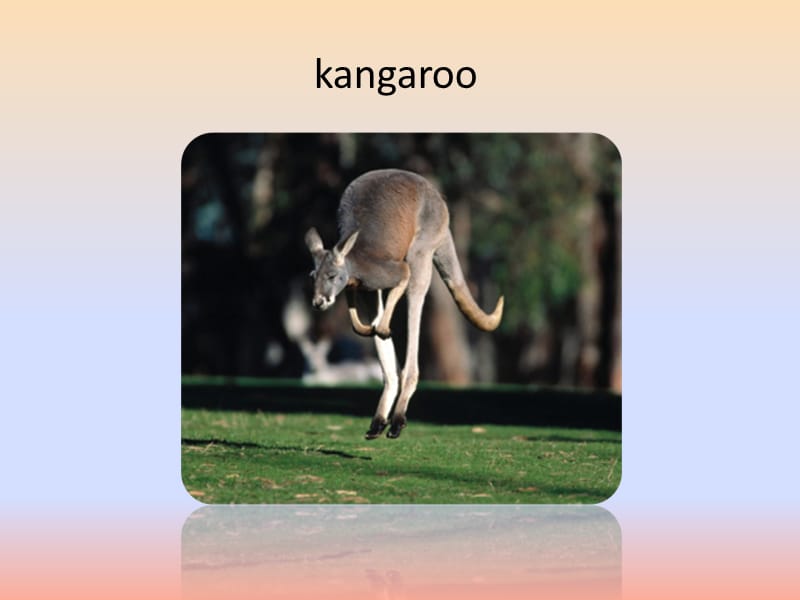 四年级英语下册 Module 9 unit 2 kangaroos live in australia课件2 外研版.ppt_第3页