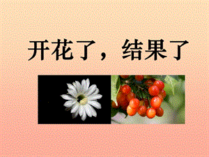 三年級科學(xué)下冊 植物的生長變化 6 開花了 結(jié)果了課件 教科版.ppt