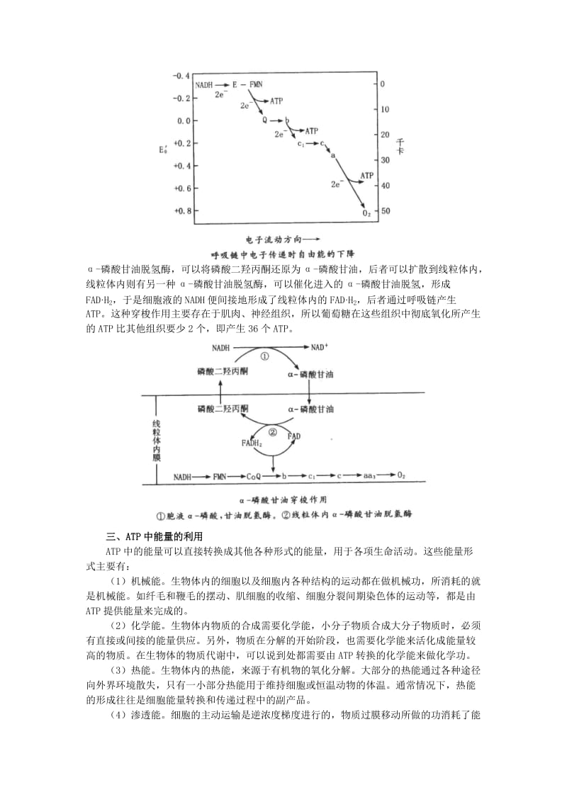 2019-2020年高中生物 （人教大纲版）第一册 第三章　生物的新陈代谢 2新陈代谢与ATP(备课资料).doc_第3页